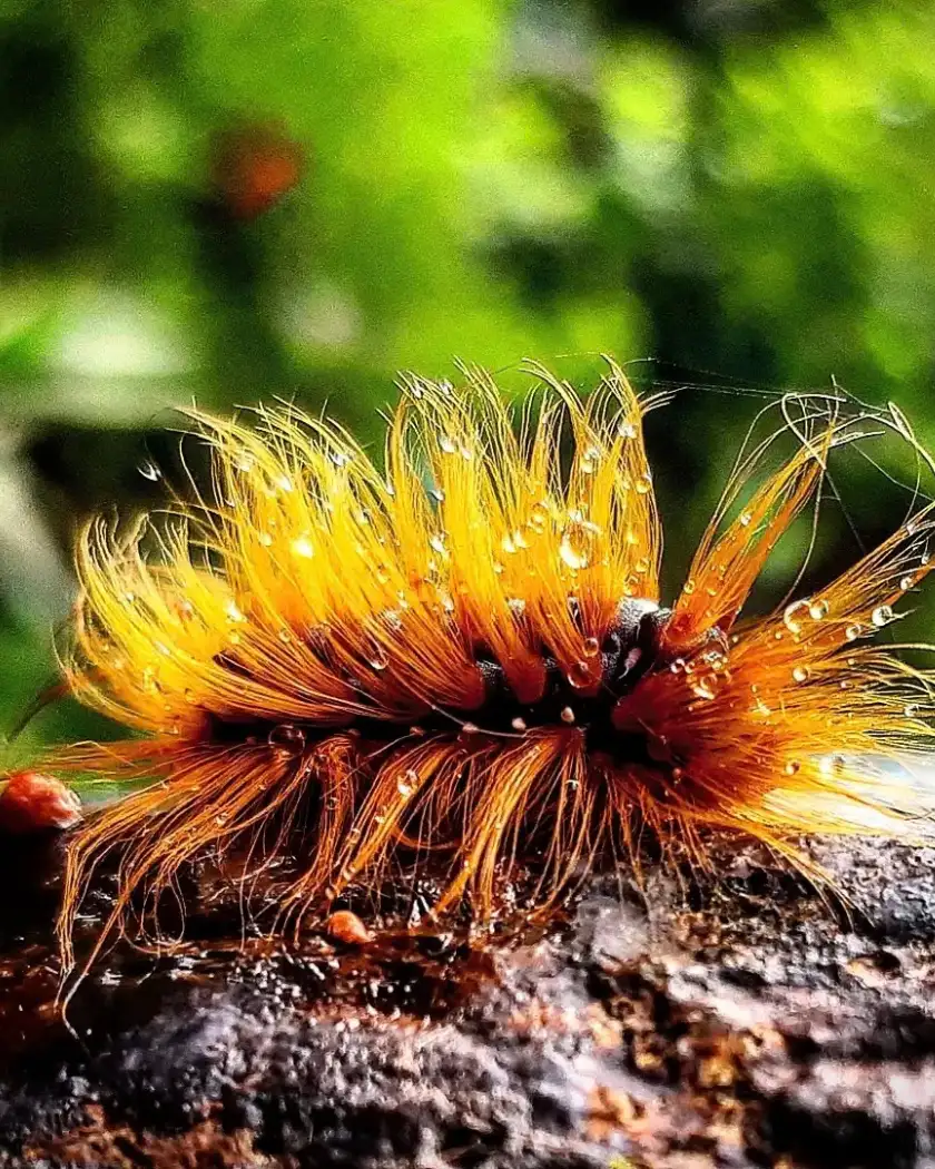 Close-up of an orange hairy caterpillar covered in water droplets on a log
