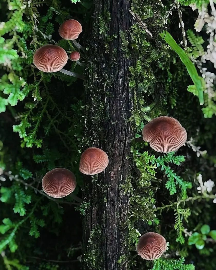 Small brown mushrooms growing on a moss-covered trunk among ferns