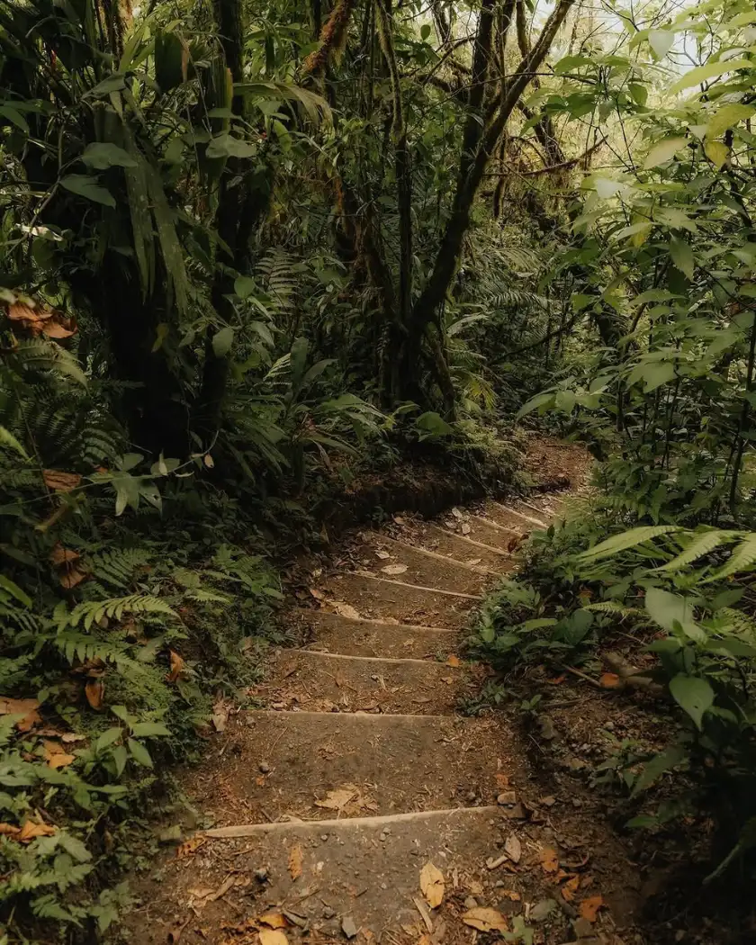 Earth steps climbing a forest trail between ferns and fallen leaves