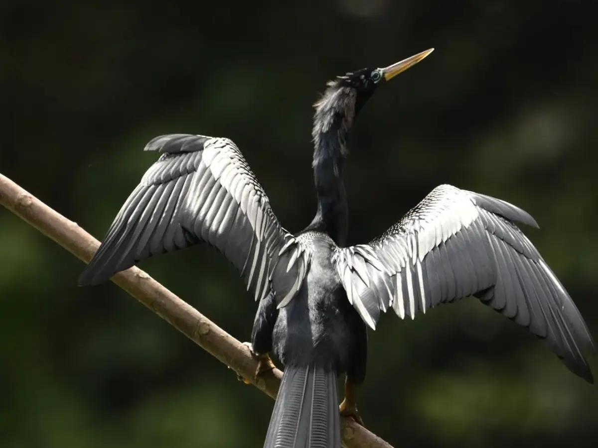 Dark bird with a long neck and a pointed yellow bill perched on a branch with its wings spread wide