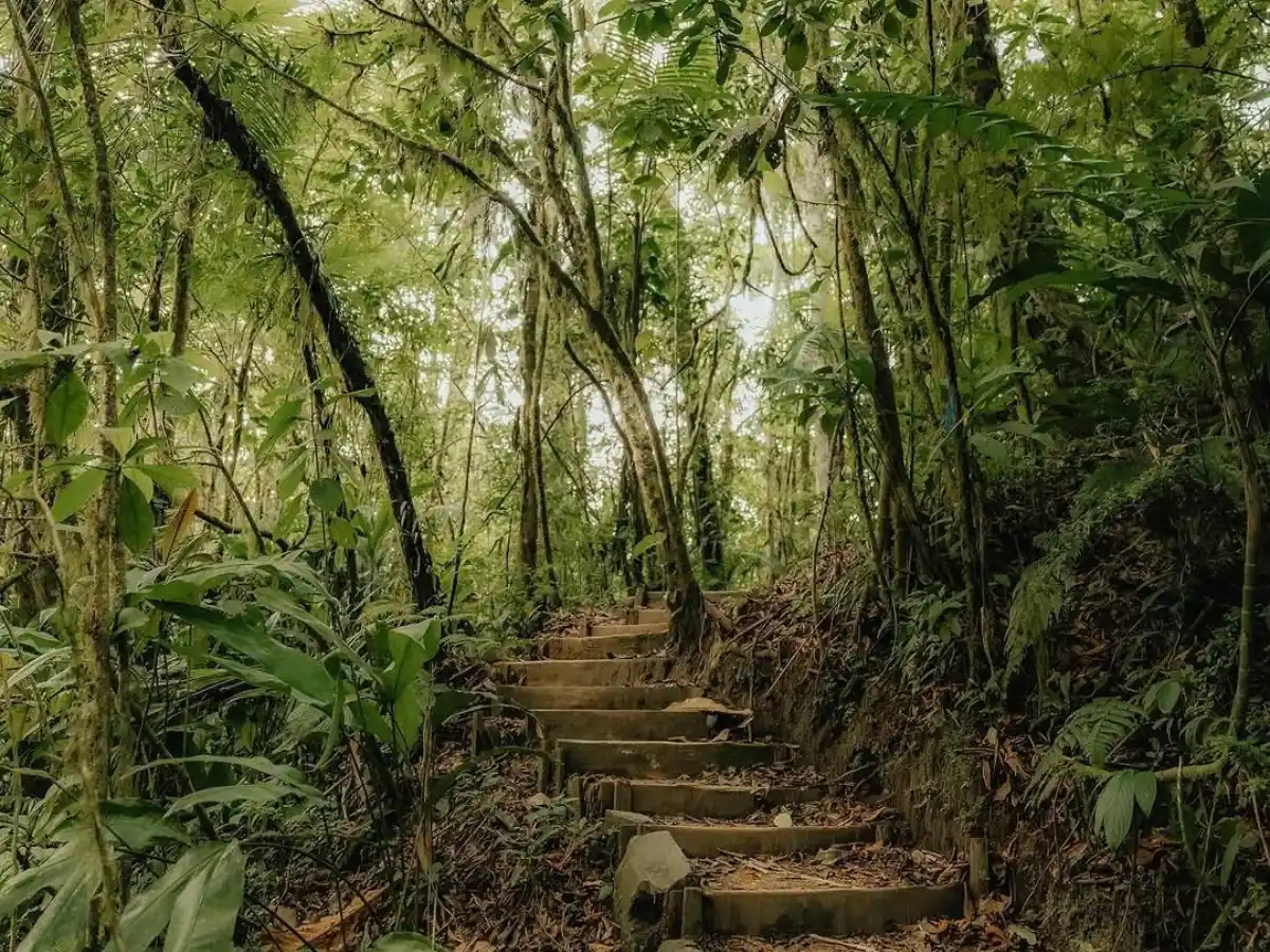 Stone steps climbing a forest path between ferns and tall trees