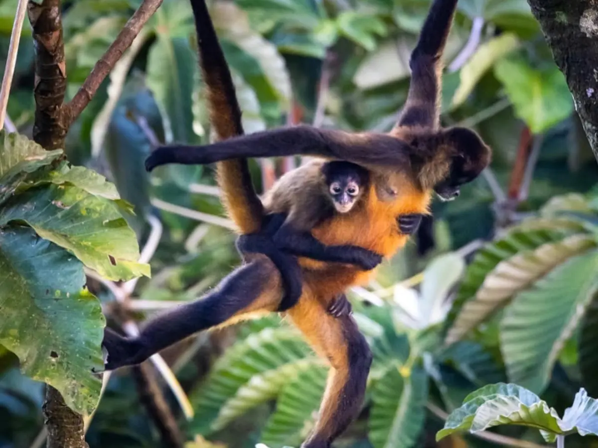 Monkey with long dark limbs and an orange belly carrying a baby while hanging among green leaves