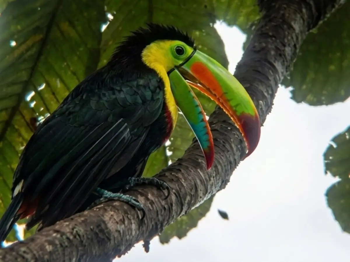Toucan with a yellow face and a large green and orange bill perched on a branch