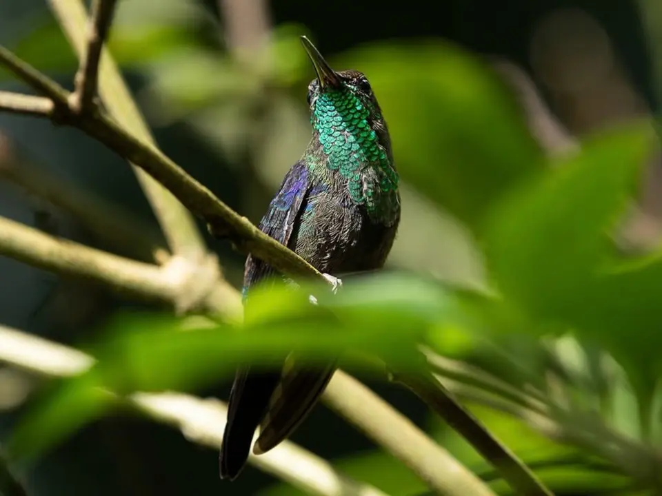 Hummingbird with an iridescent green throat perched on a branch among leaves
