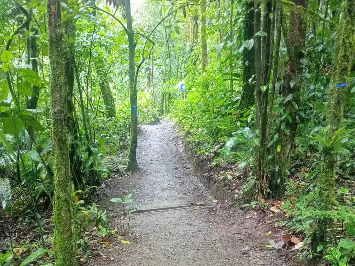 Narrow earthen trail winding through dense, mossy forest