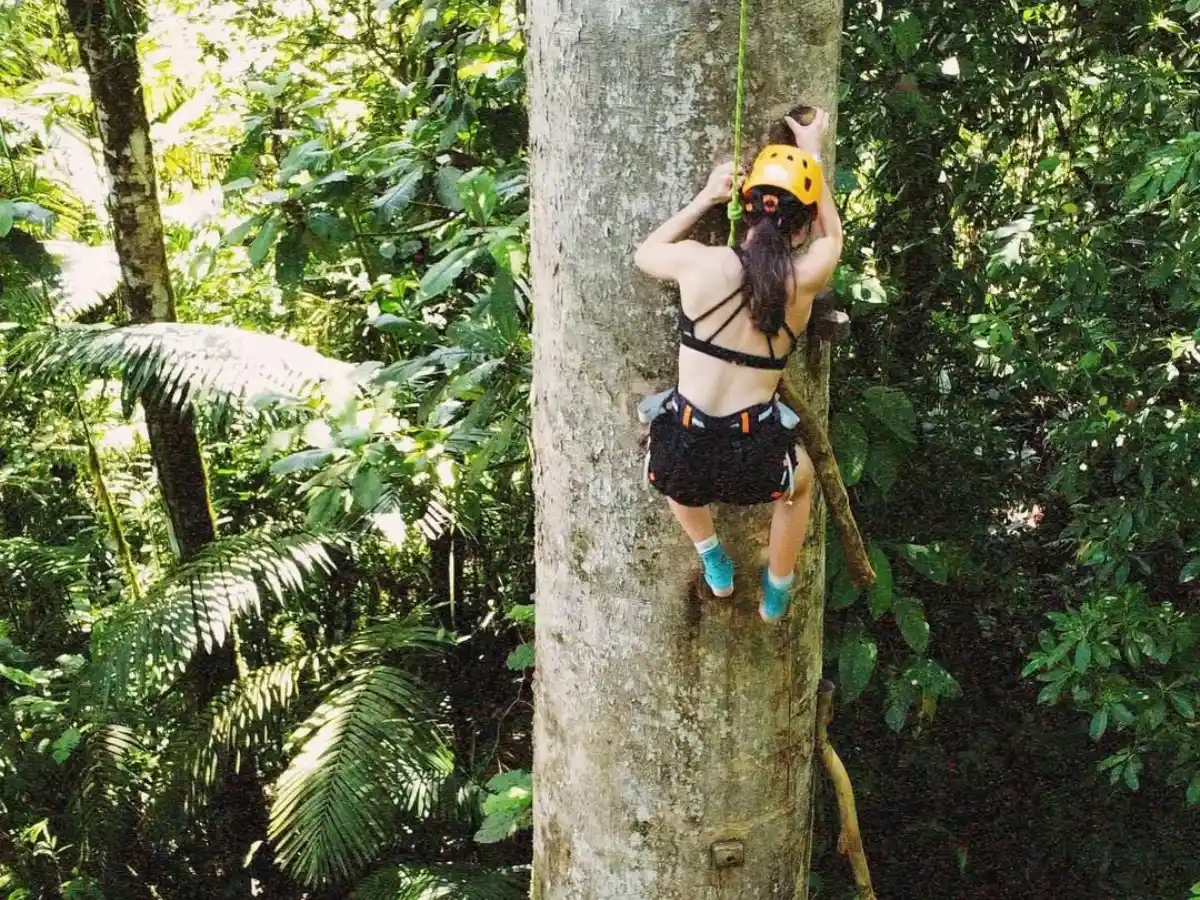 Persona con casco amarillo y arnés que sube por el tronco de un árbol alto con una cuerda