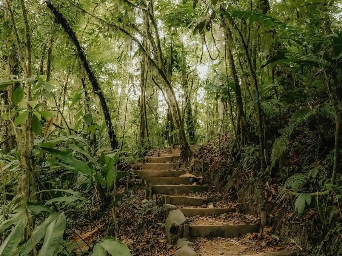 Escalones de tierra con bordes de madera que suben por un sendero del bosque entre helechos y árboles altos