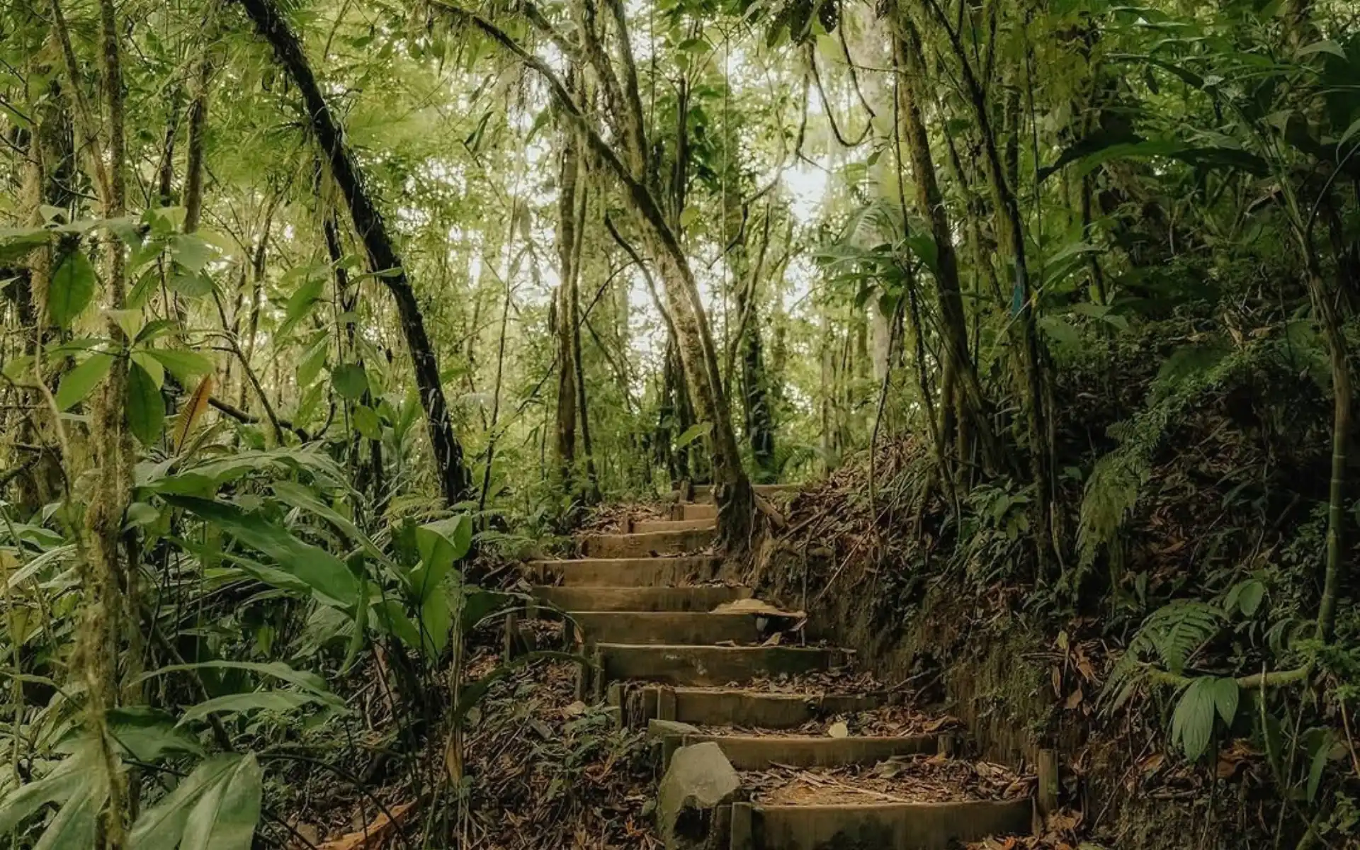 Escalones de piedra que suben por un sendero del bosque entre árboles altos y helechos