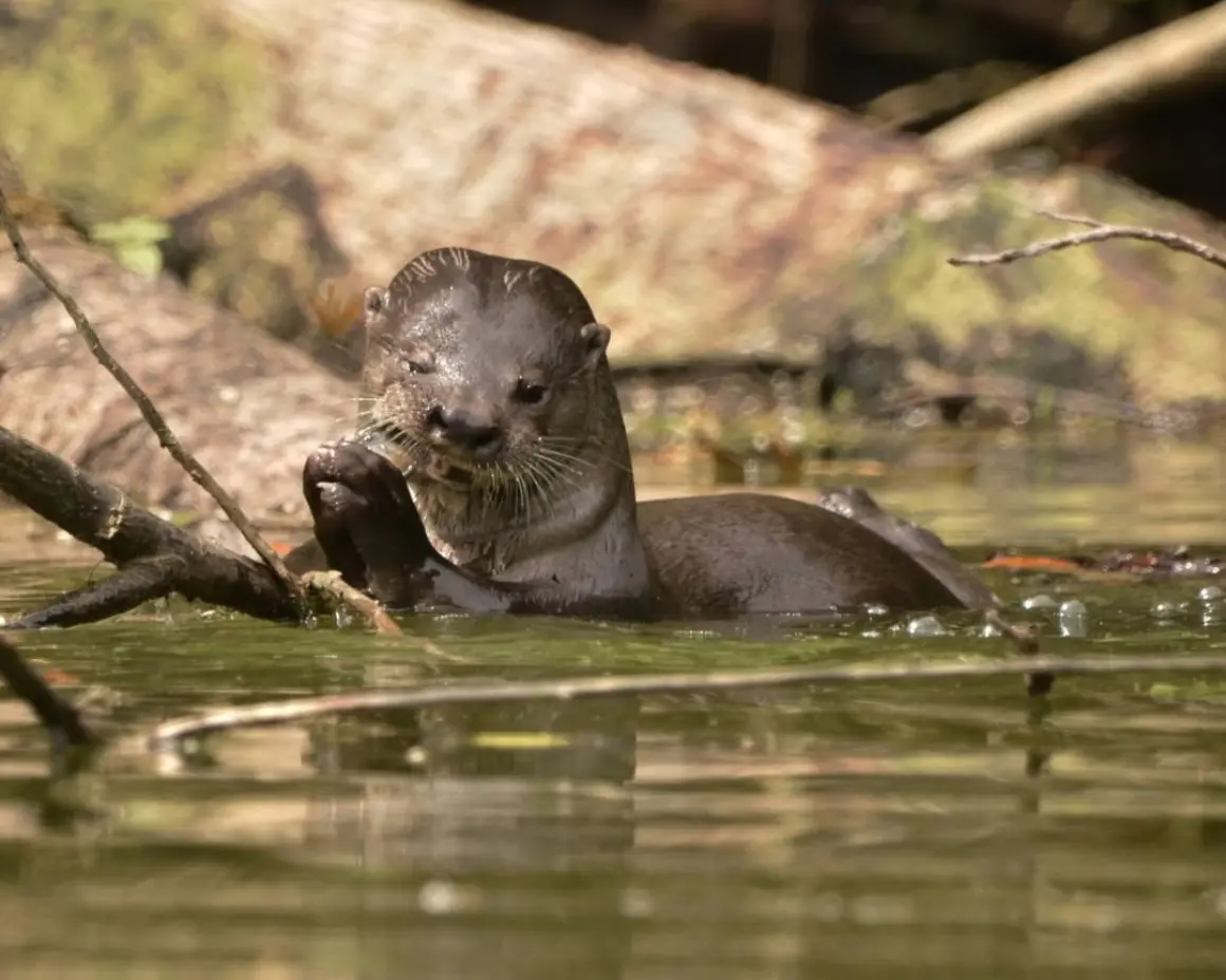 Nutria en aguas poco profundas con comida entre las patas, medio oculta tras unas ramas