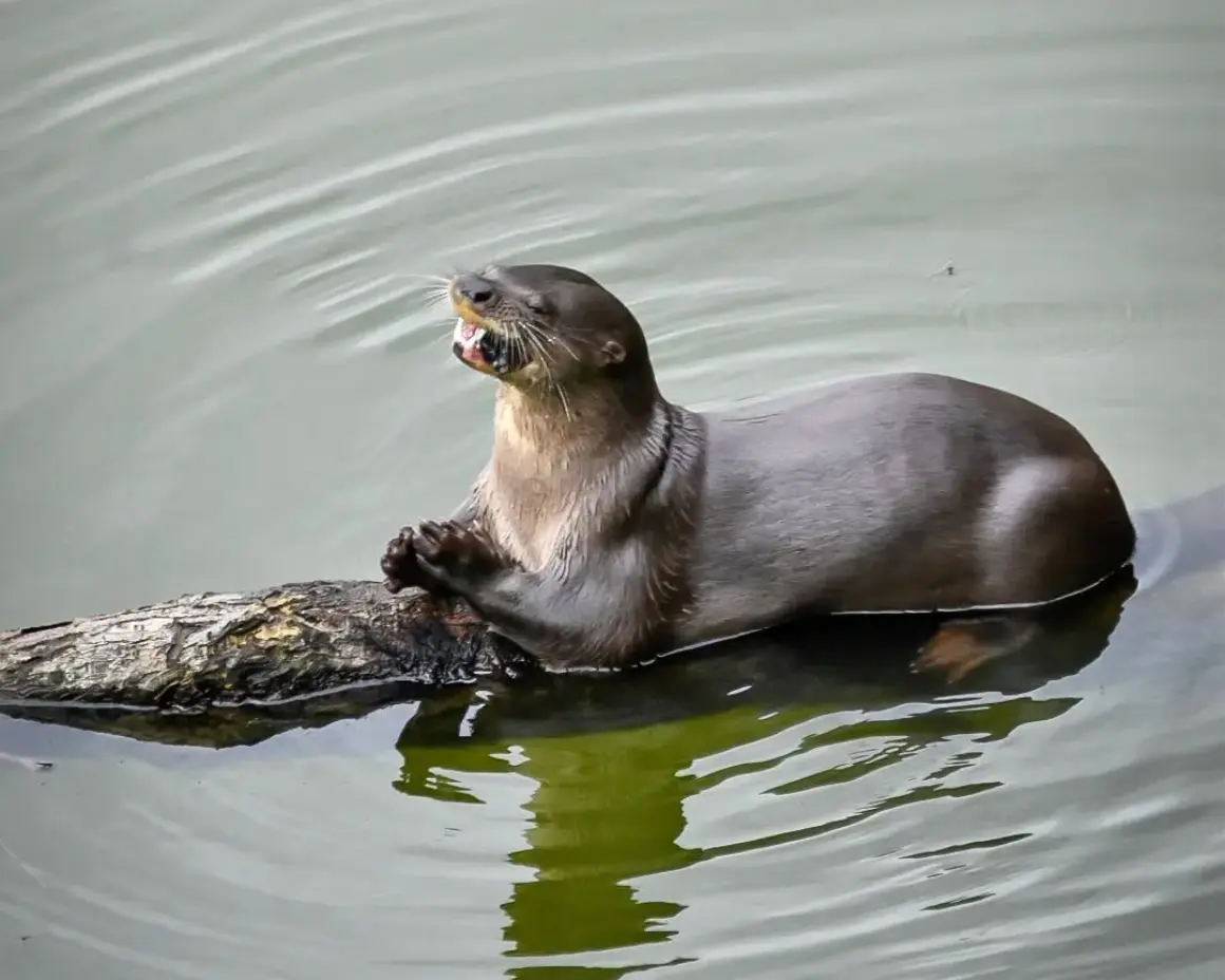 Nutria descansando sobre un tronco en aguas tranquilas