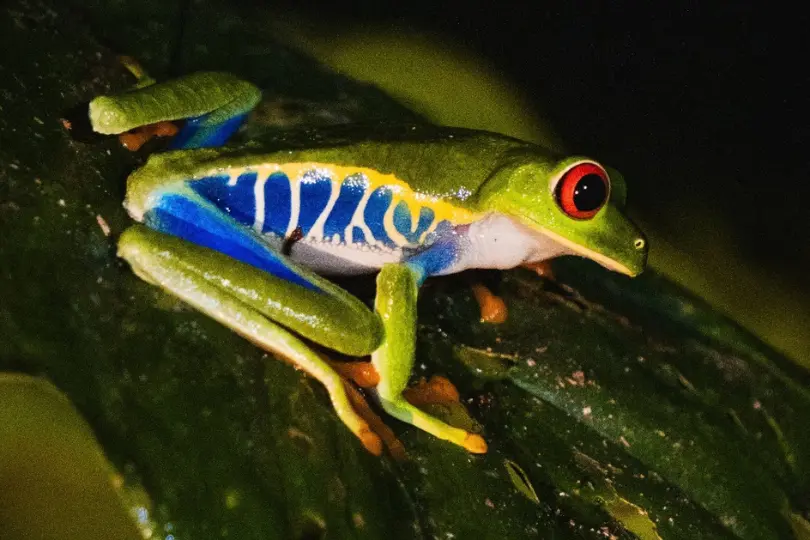 Rana de ojos rojos con flancos azules posada sobre una hoja oscura, de noche