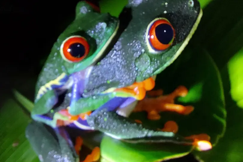 Dos ranas de ojos rojos muy juntas sobre una hoja, de noche