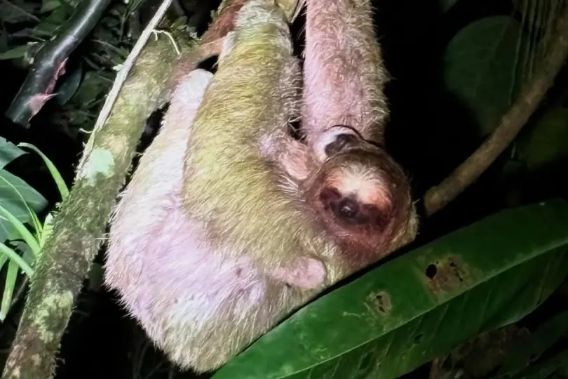 Perezoso colgado de una rama de noche, con la cara vuelta hacia la cámara