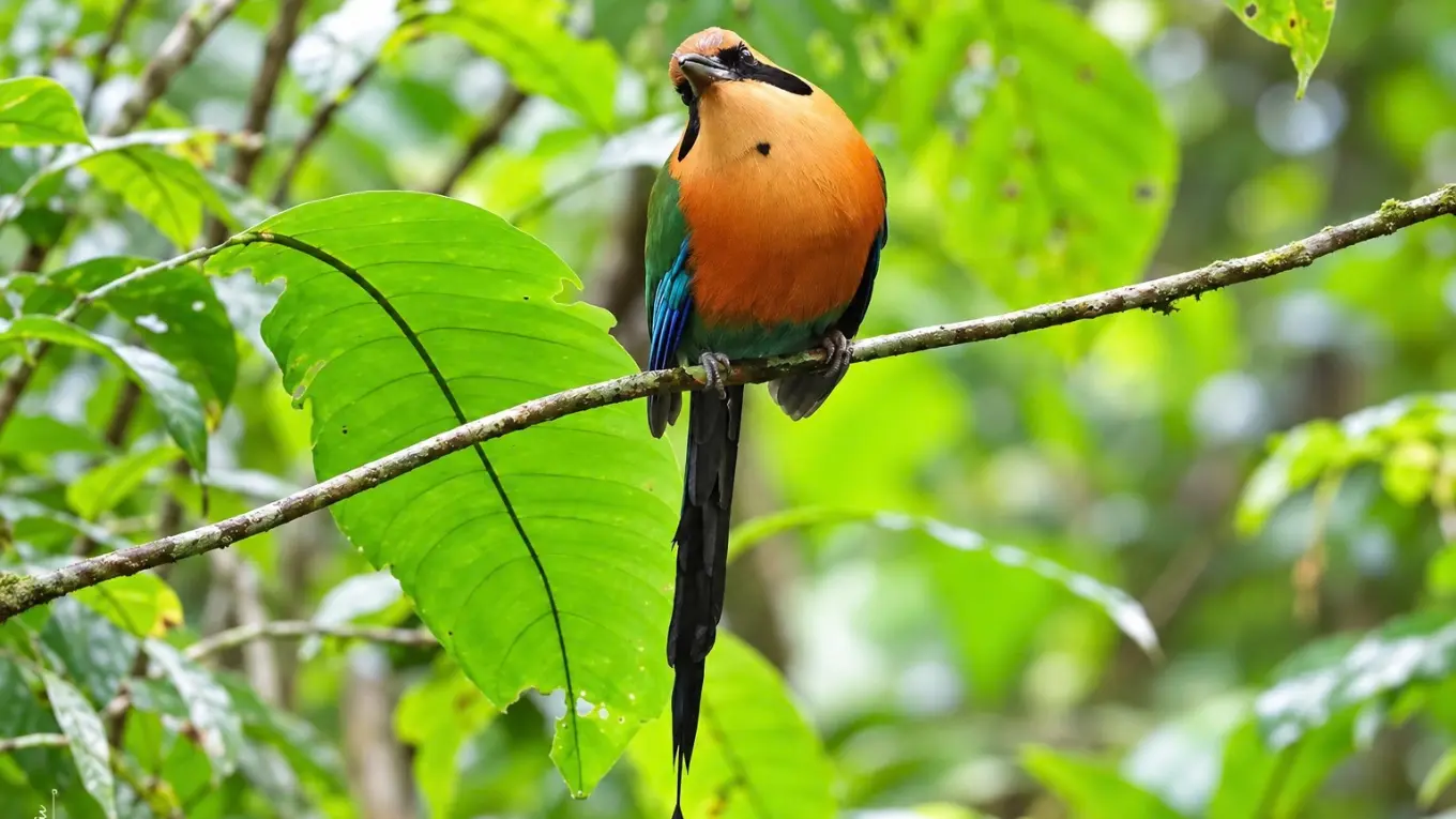 Orange-breasted bird with a long dark tail perched on a thin branch among large green leaves