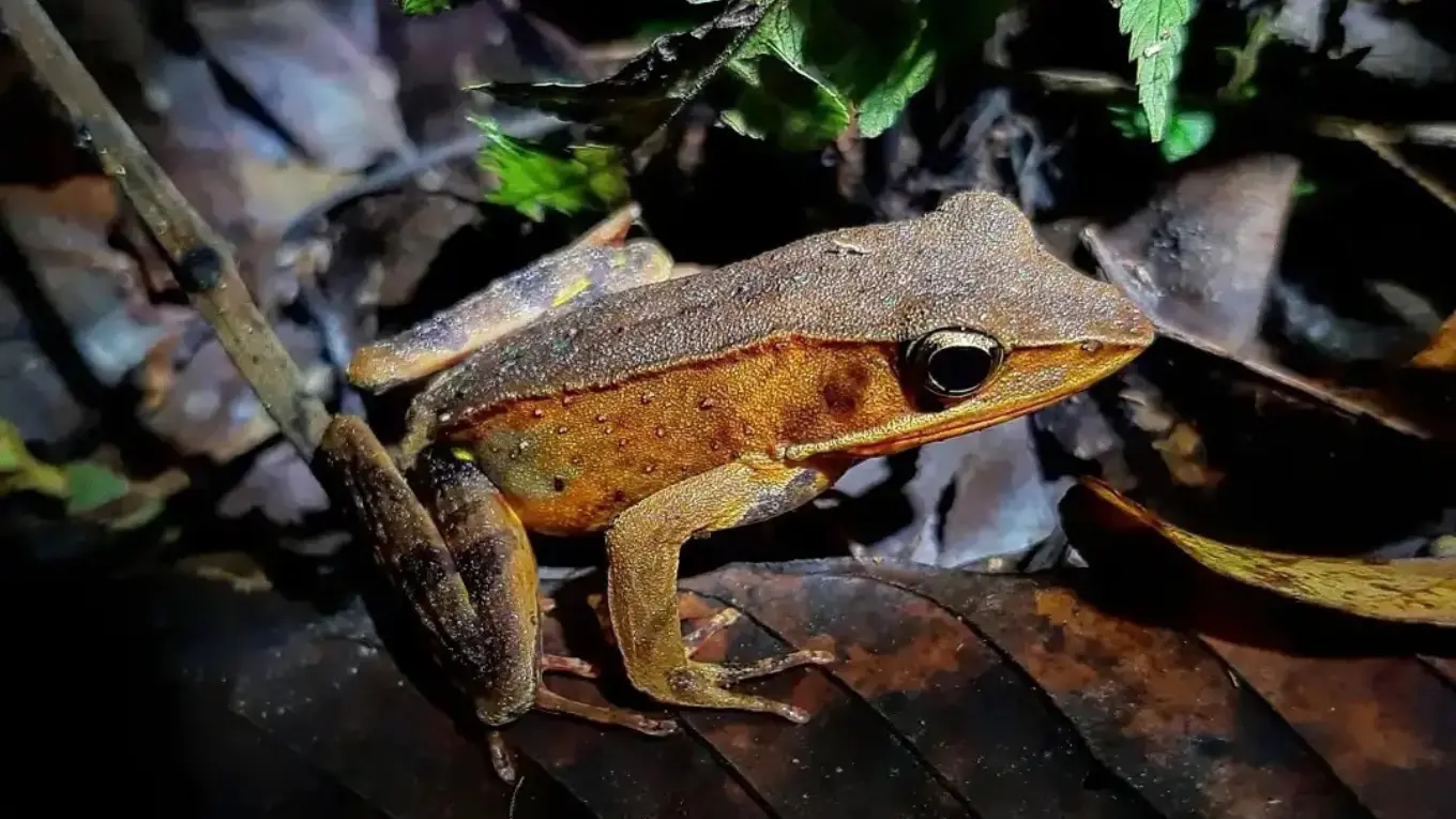 Brown and orange frog with a large dark eye resting on dead leaves at night
