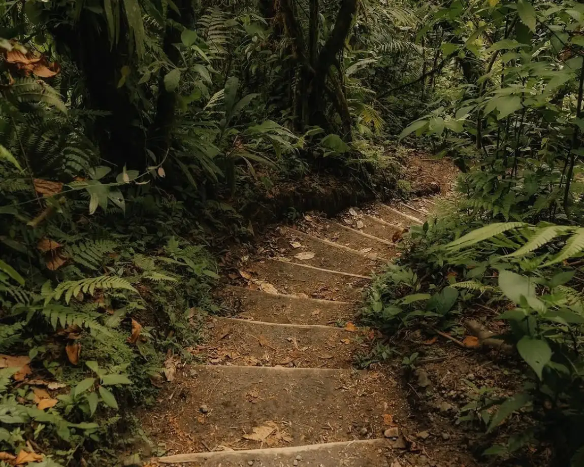 Earthen steps climbing a forest trail between ferns and tall trees
