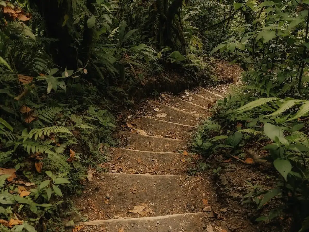 Escalones de tierra que suben por un sendero del bosque entre helechos con poca luz