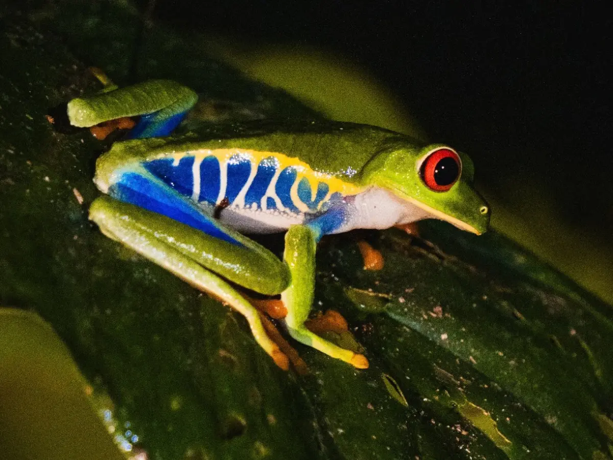 Rana arbórea de ojos rojos brillantes, cuerpo verde y costados azules, sobre una hoja de noche
