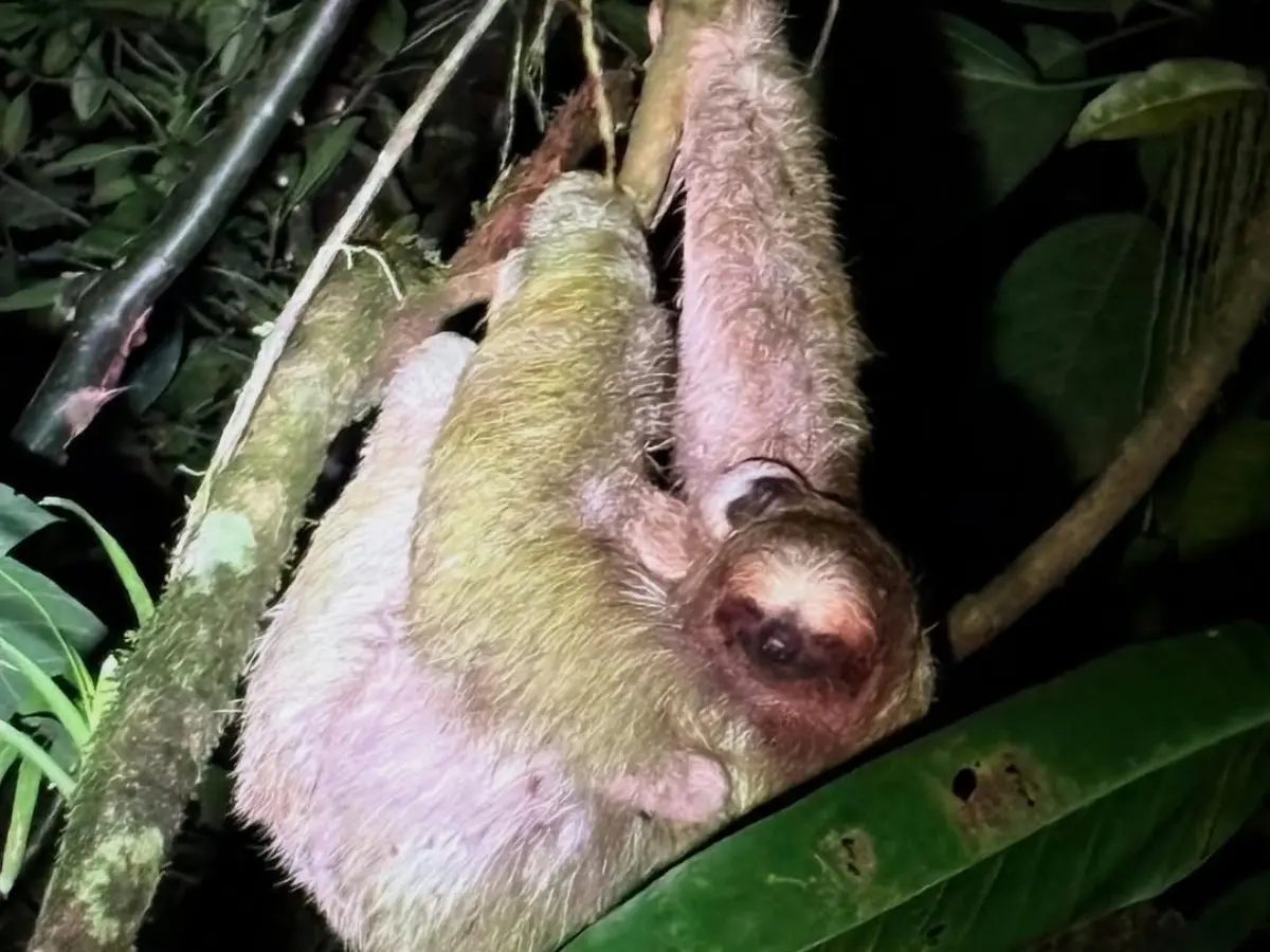 Perezoso de pelaje verdoso por el musgo, colgado de una rama de noche