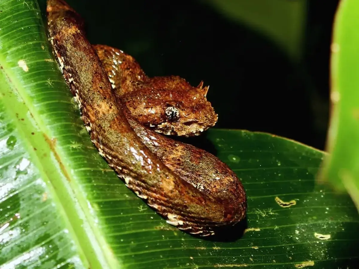 Serpiente café enroscada sobre una hoja verde y mojada de noche
