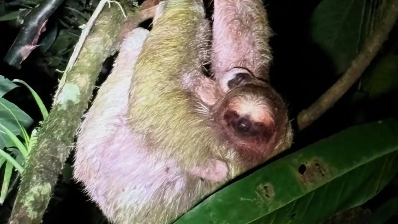 Sloth with a mossy-green coat hanging from a branch at night