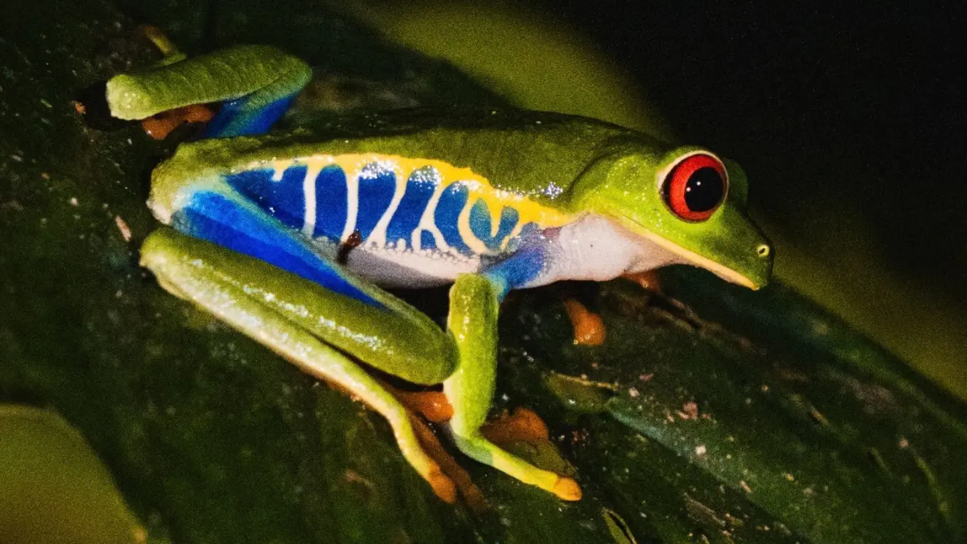 Tree frog with bright red eyes, a green body and blue flanks on a leaf at night