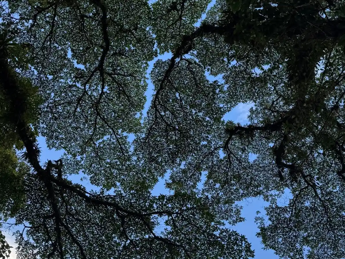 Copas de los árboles vistas desde abajo, con retazos de cielo azul