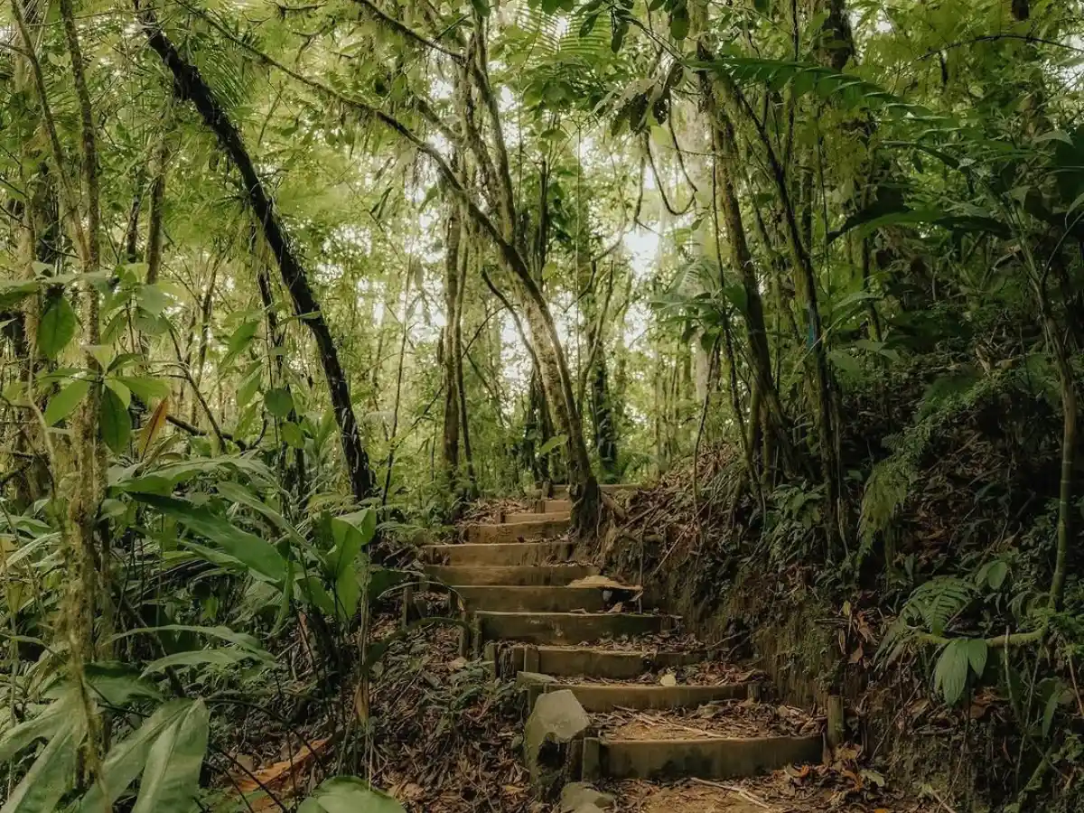 Escalones de piedra que suben por un bosque de verde luminoso