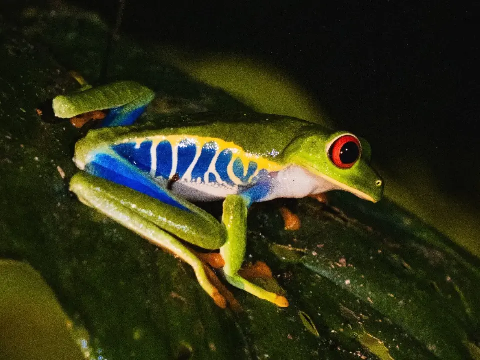 Red-eyed tree frog with blue flanks resting on a dark leaf at night
