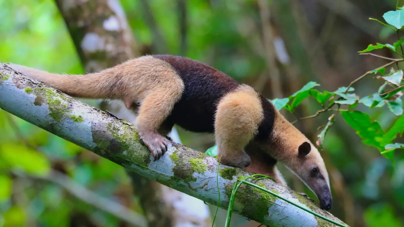 Anteater with a tan and black coat walking along a moss-covered branch