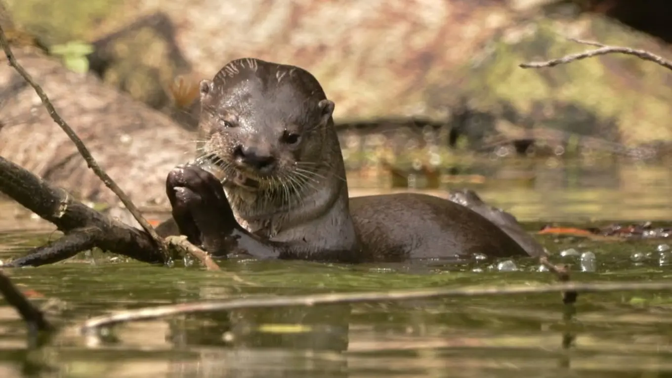 Otter in the water with its paws raised to its mouth, branches around it