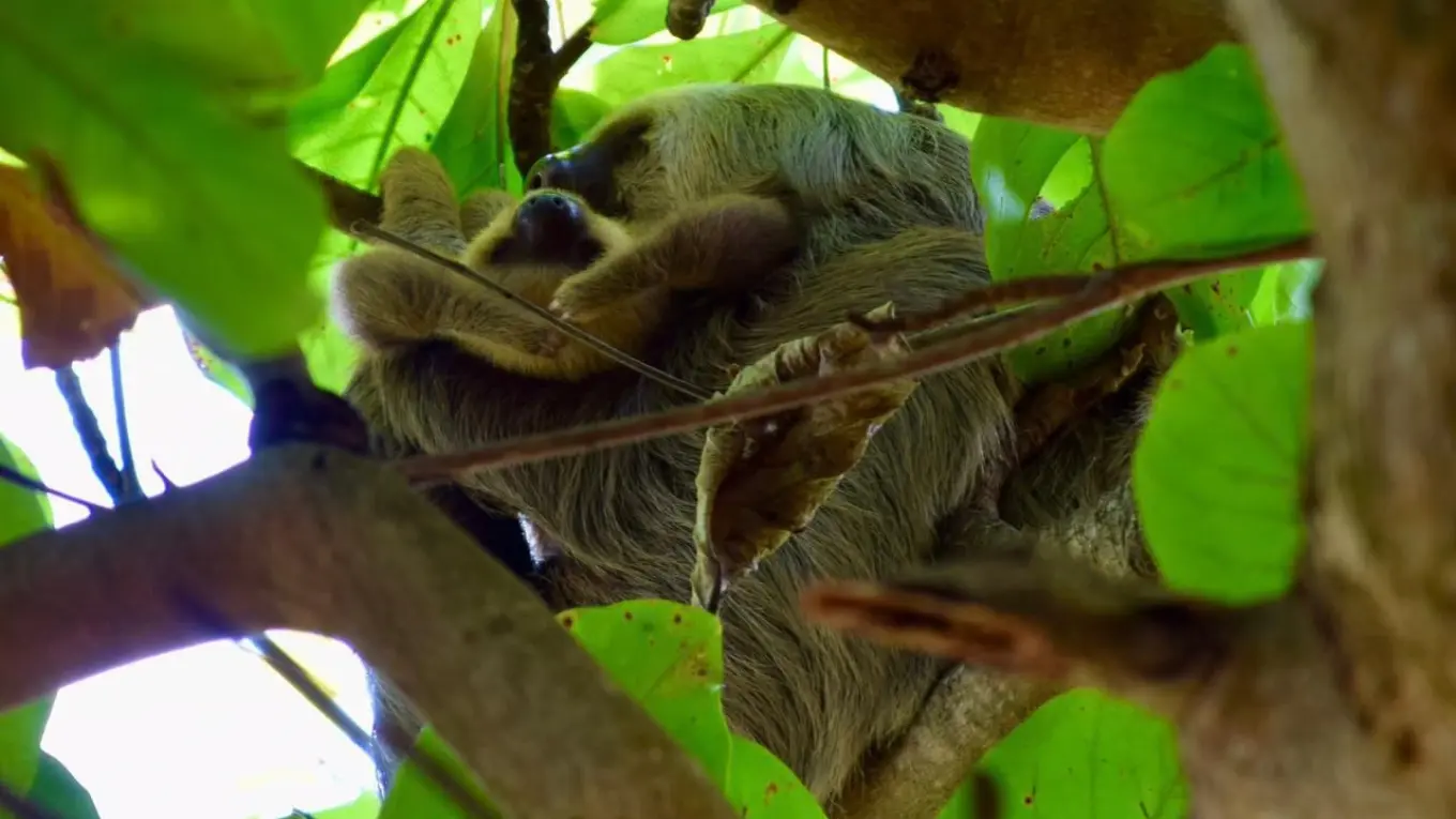 Sloth with a baby clinging to it, seen from below among green leaves and branches