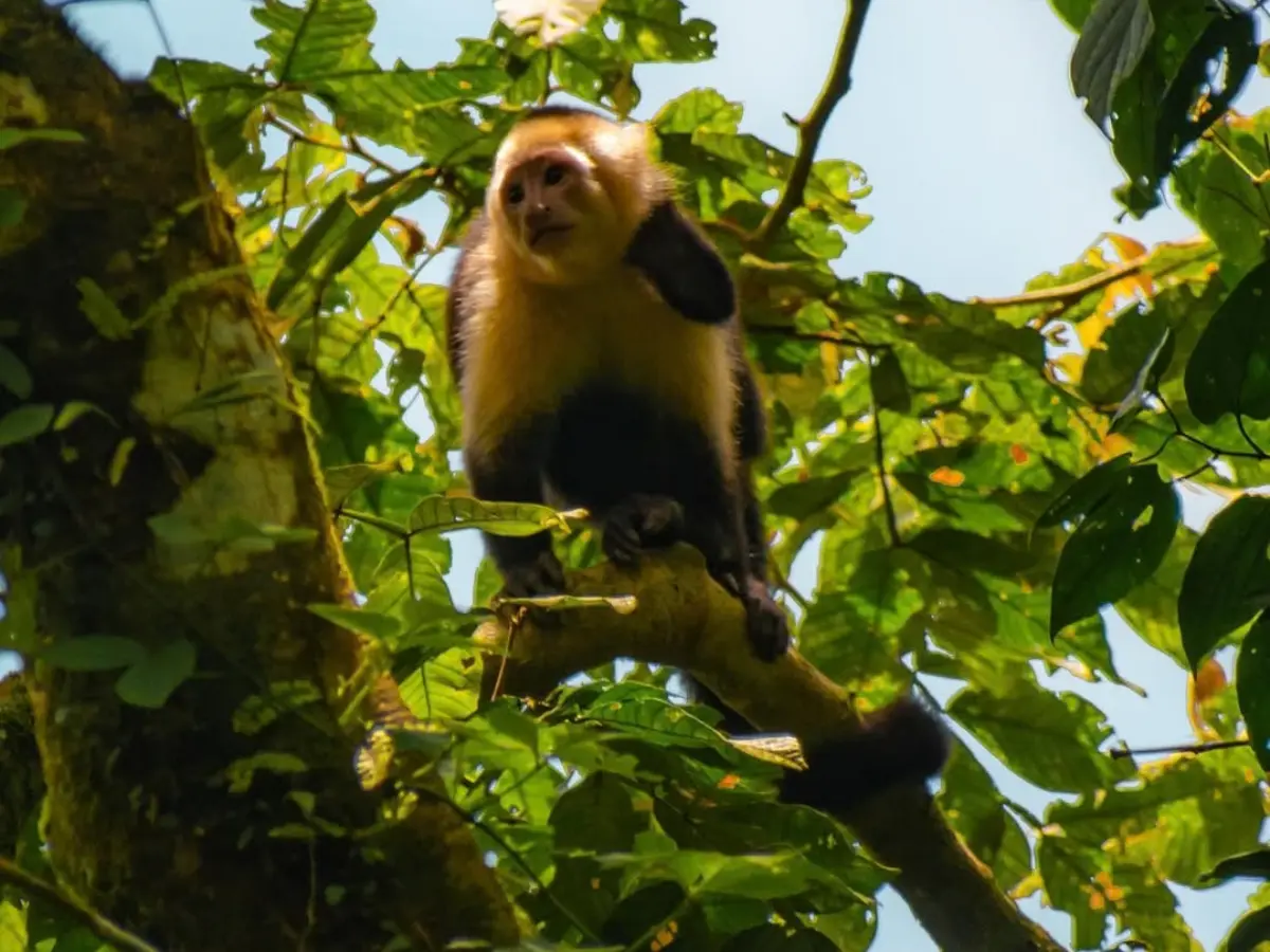 Capuchin monkey with a pale face and chest standing on a branch among green leaves
