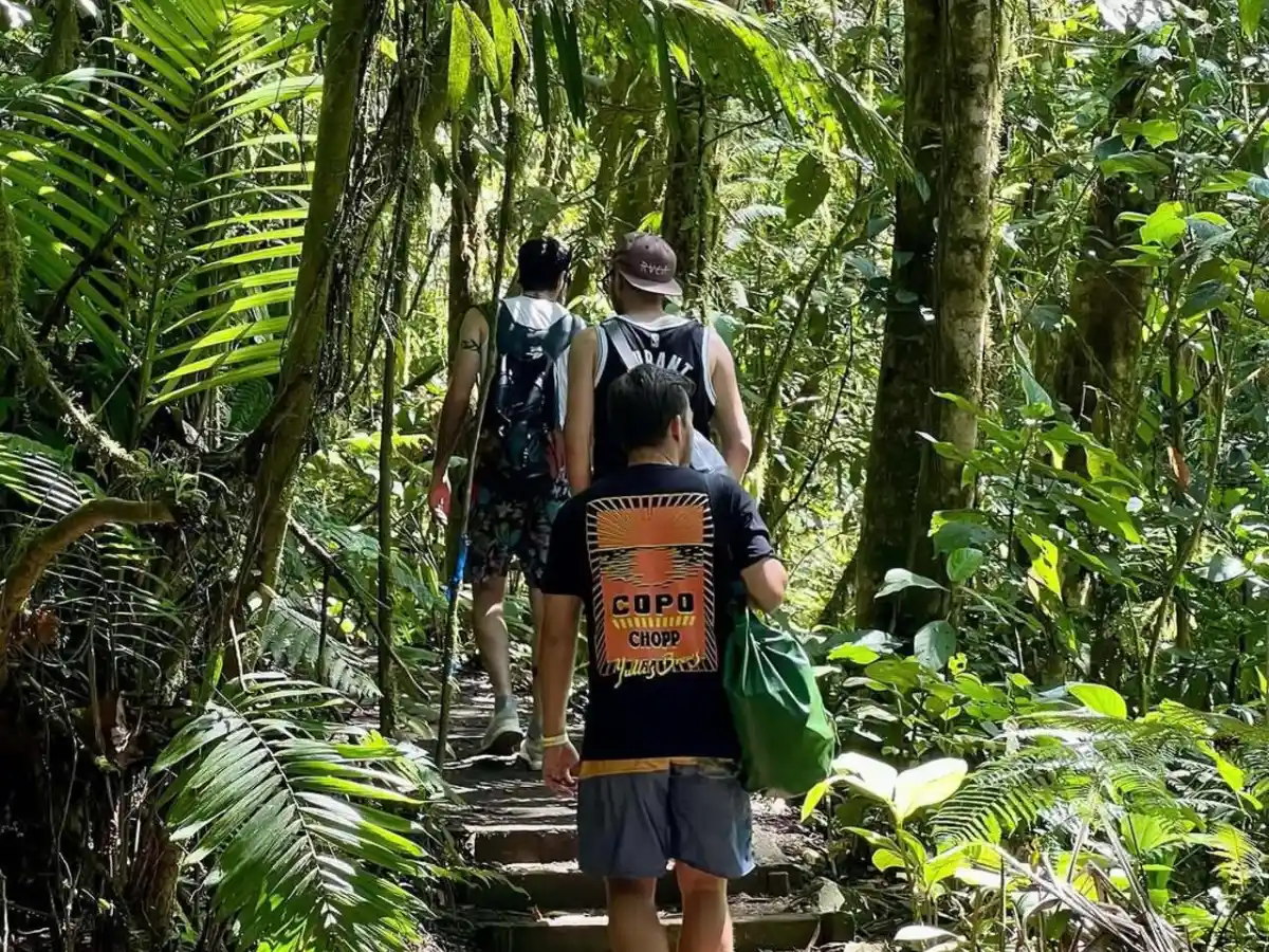 Three hikers seen from behind climbing earth steps through dense rainforest
