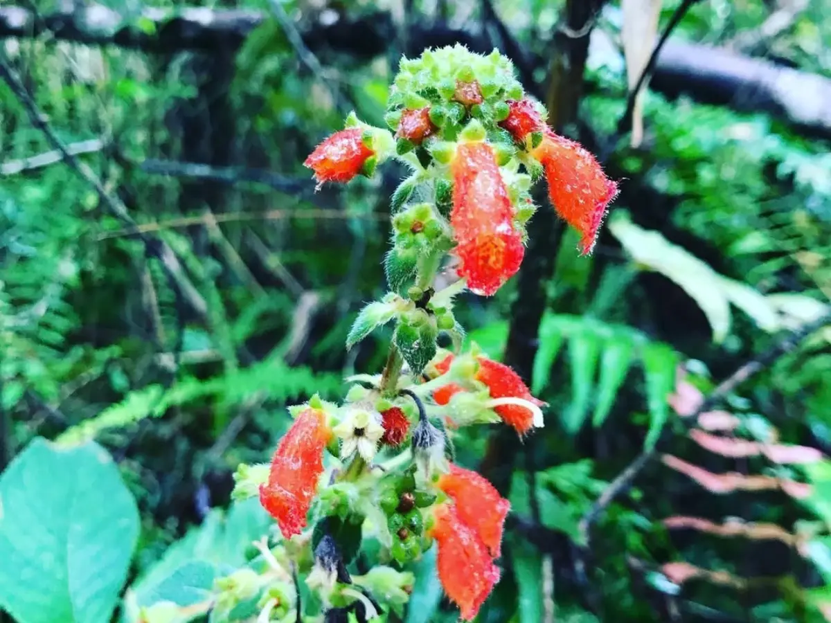 Cluster of small orange-red fuzzy flowers and green buds on a forest plant