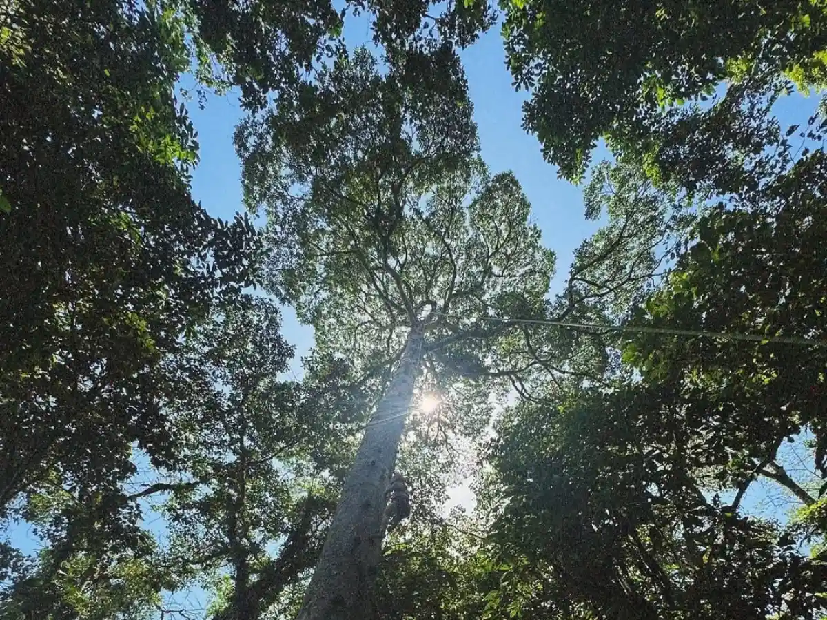 Tall tree trunk rising into the canopy with the sun shining through the leaves against a blue sky
